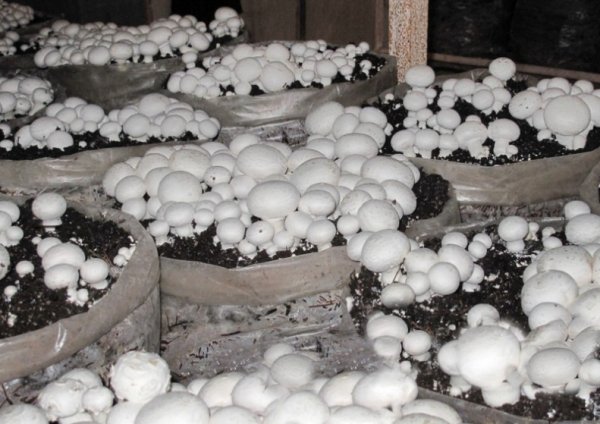 Пакет для выращивания грибов 120 мкм