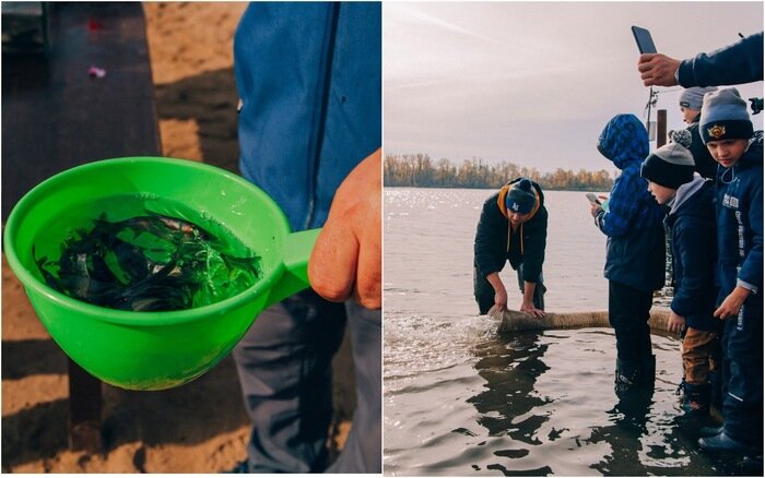 «Водорослям – крышка!», а малькам – чистая Волга. 