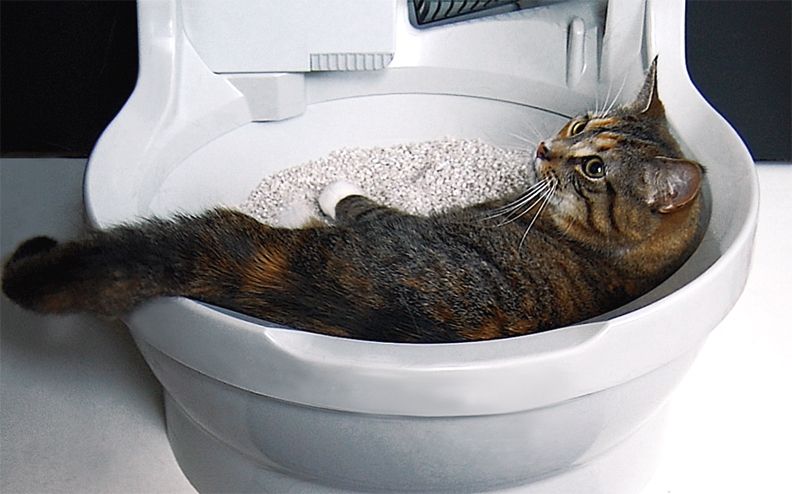 Упаковка для кошачьего туалета
