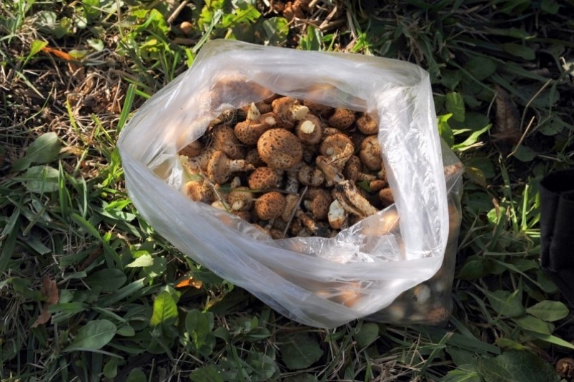 Упаковка для грибов