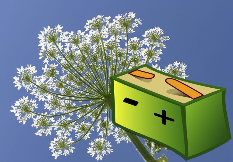 Аккумуляторы из борщевика: экологичность батарей или борьба с мерзким растением? 