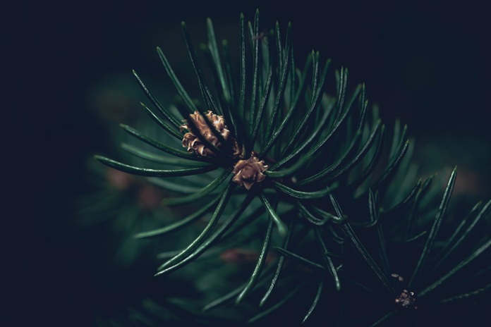 Отечественные исследователи придумали новый способ для утилизации древесины