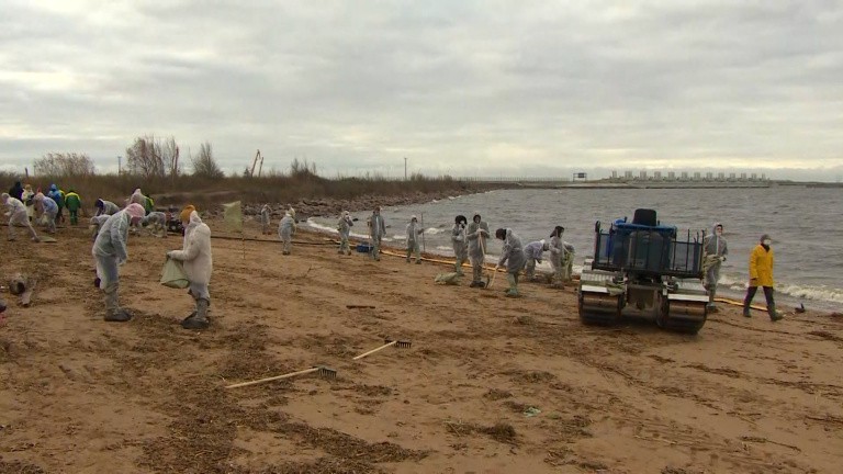 На берег Финского залива каждый день выбрасывает пластик