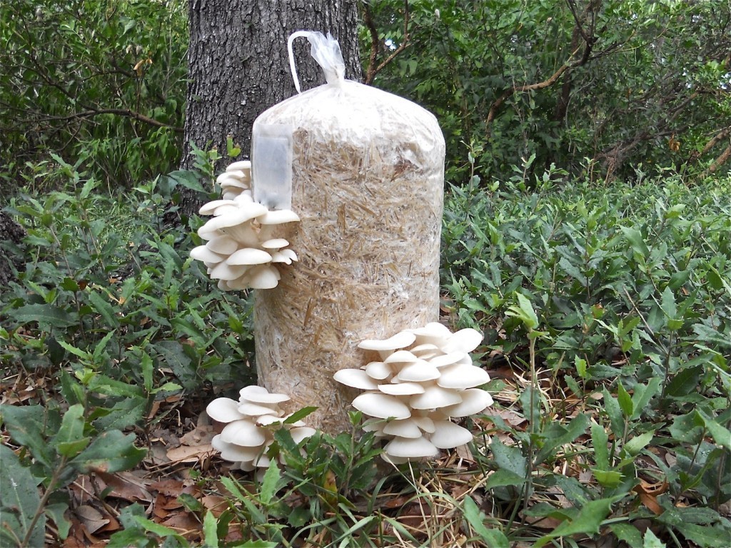 Как вырастить грибы с помощью пакетов?