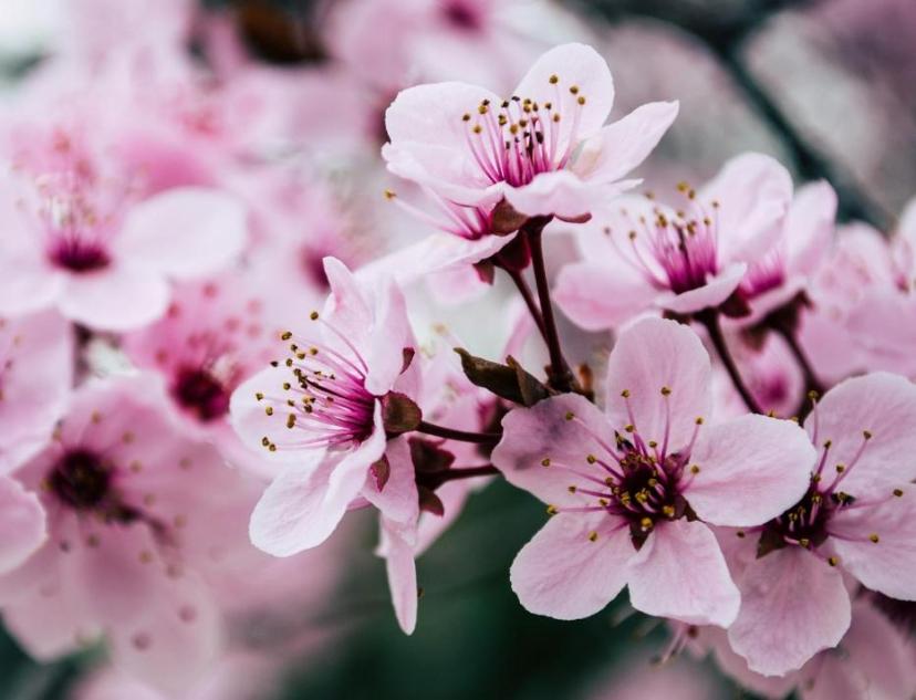 Глобальное потепление в мелочах: сакура в Японии зацвела на неделю раньше