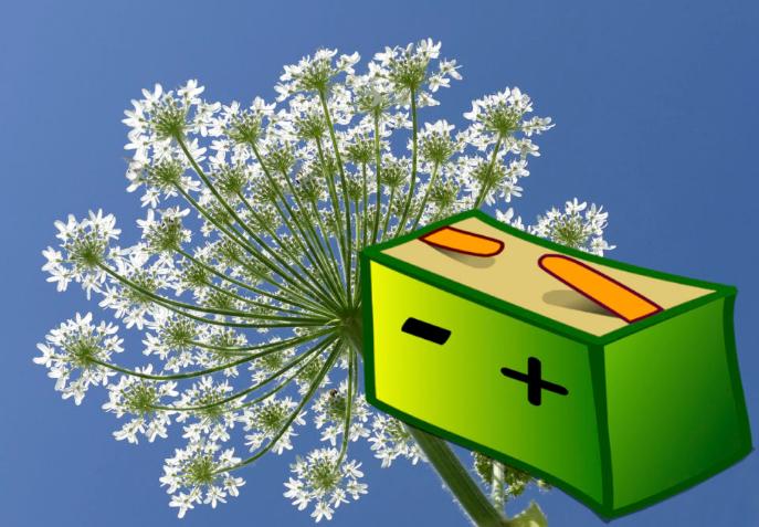 Аккумуляторы из борщевика: экологичность батарей или борьба с мерзким растением? 