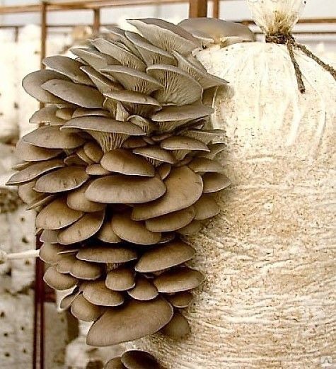 Пакет для выращивания грибов 90 мкм