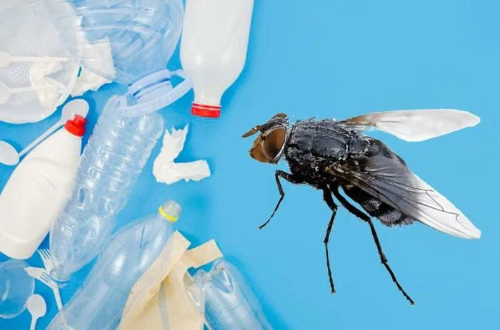 А вы знали, что мухи – отличное сырье для биопластика?