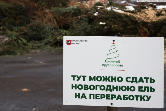 Елка «отцвела». Куда деть?