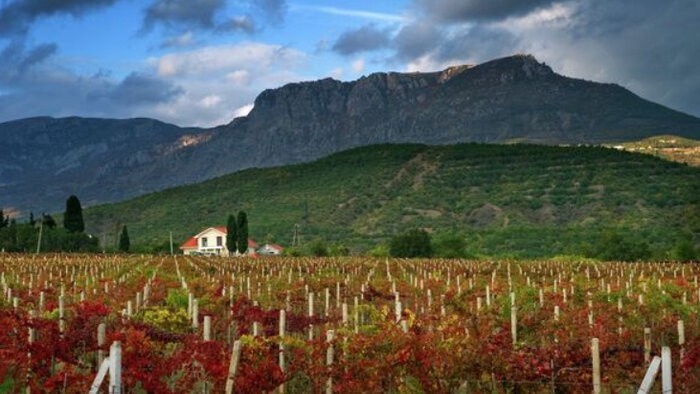 Крымское виноделие: не только вино, но и мука с маслом