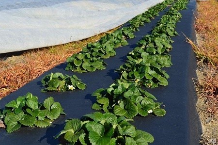 Мульчирующая пленка ПВД ширина 100 см 30 мкм чёрная