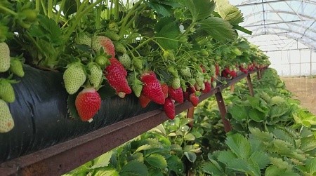 Грядка для клубники 30*100 90мкм черная ПВД