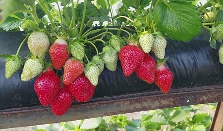 Грядка для клубники 30*100 90мкм черная ПВД