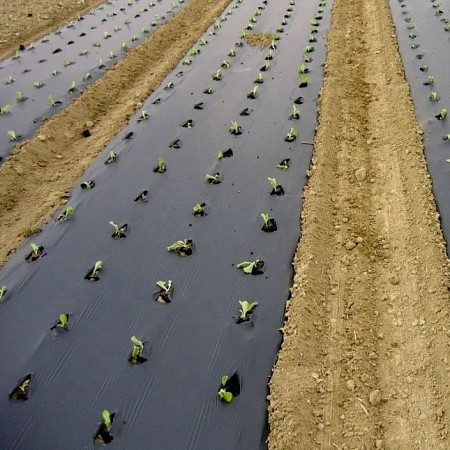 Мульчирующая пленка ПВД ширина 100 см 60 мкм чёрная