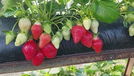 Грядка для клубники 30*100 80мкм черная ПВД