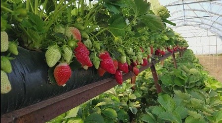 Грядка для клубники 30*100 70мкм черная ПВД