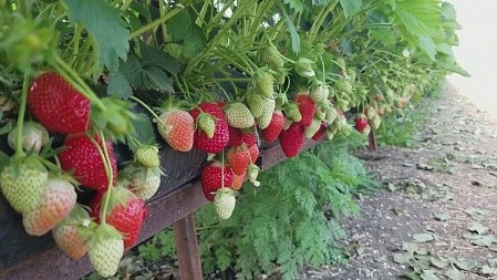 Грядка для клубники 30*100 60мкм черная ПВД