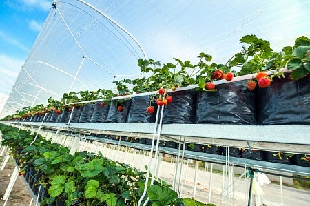 Грядка для клубники 30*40 50мкм черная ПВД