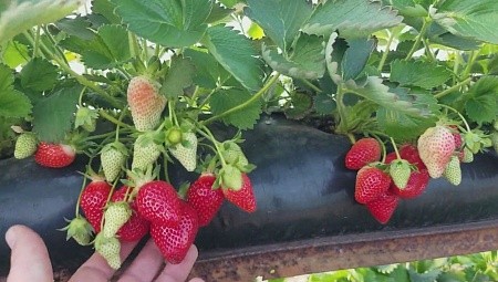 Грядка для клубники 30*100 50мкм черная ПВД