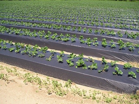 Мульчирующая пленка ПВД ширина 100 см 60 мкм чёрная