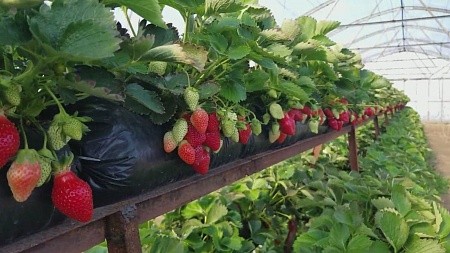 Грядка для клубники 30*100 60мкм черная ПВД