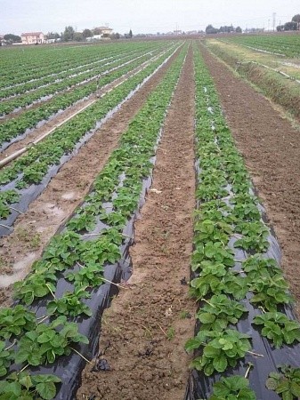 Мульчирующая пленка ПВД ширина 120 см 30 мкм чёрная