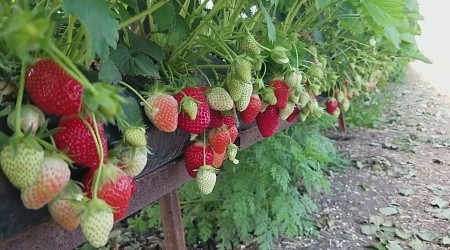 Грядка для клубники 30*100 30мкм черная ПВД