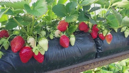 Грядка для клубники 30*100 80мкм черная ПВД