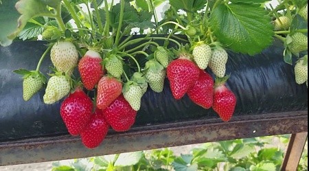 Грядка для клубники 30*100 90мкм черная ПВД