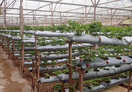 Грядка для клубники 30*100 40мкм белая ПВД Грядка для клубники 30*100 40мкм белая ПВД