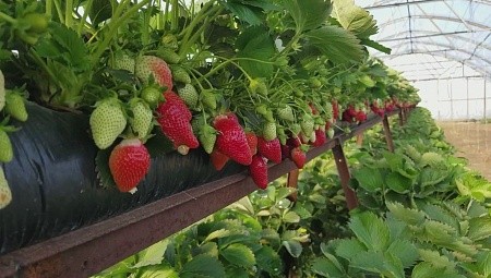 Грядка для клубники 30*100 40мкм черная ПВД