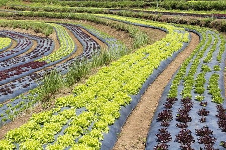 Мульчирующая пленка ПВД ширина 120 см 30 мкм чёрная