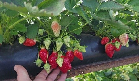 Грядка для клубники 30*100 70мкм черная ПВД